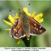 hesperia comma female2